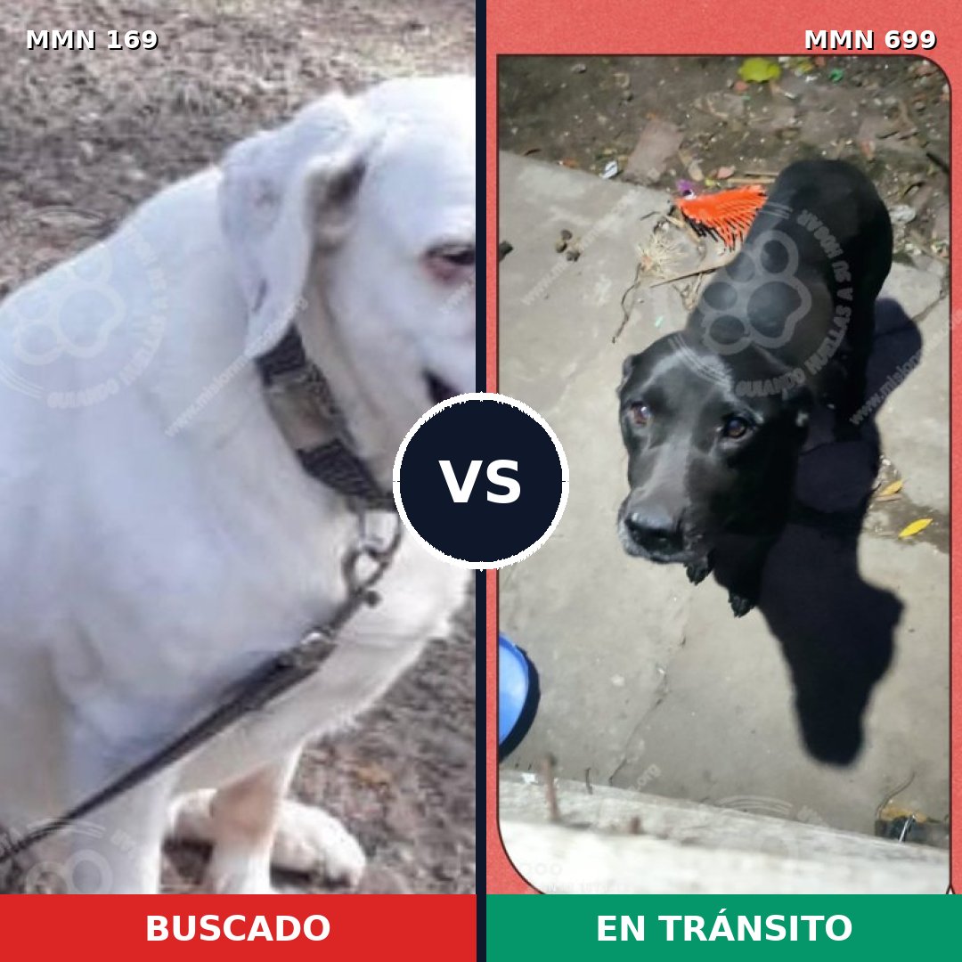 Comparativa MMS 10051: mascota perdida y mascota encontrada, 10% de similitud