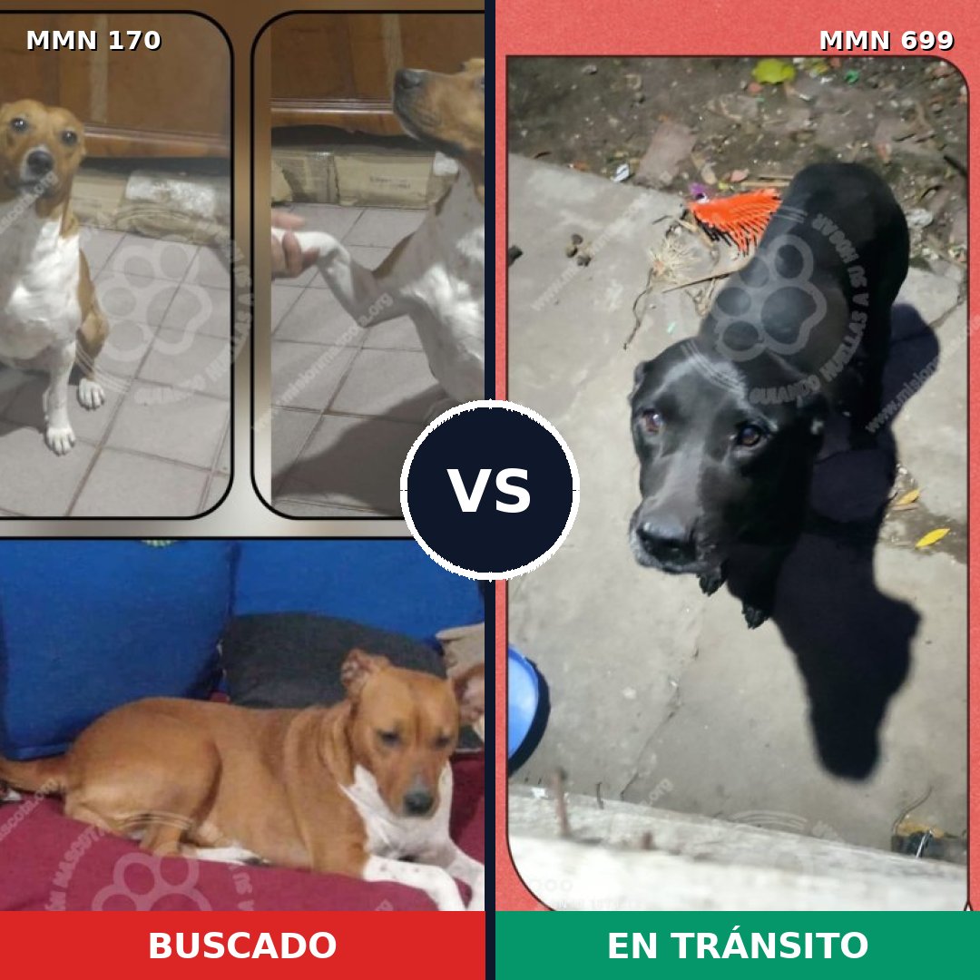 Comparativa MMS 10052: mascota perdida y mascota encontrada, 9% de similitud