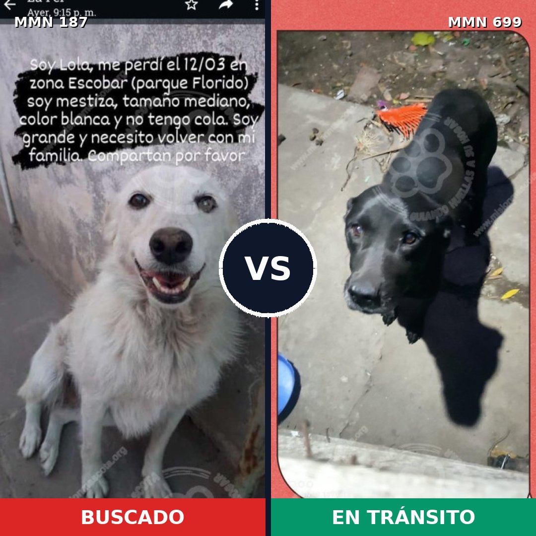 Comparativa MMS 10053: mascota perdida y mascota encontrada, 45% de similitud