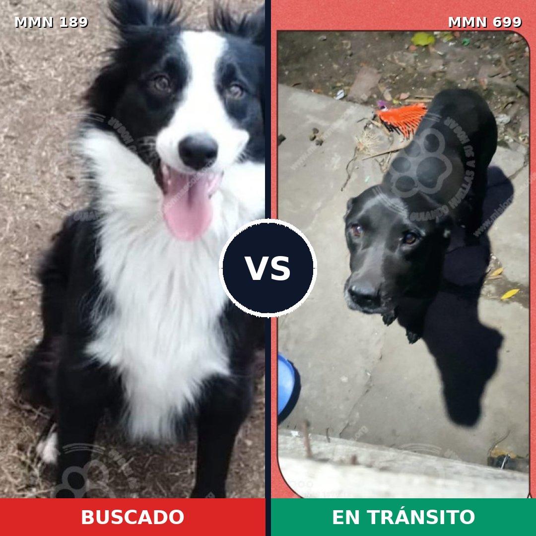 Comparativa MMS 10054: mascota perdida y mascota encontrada, 30% de similitud