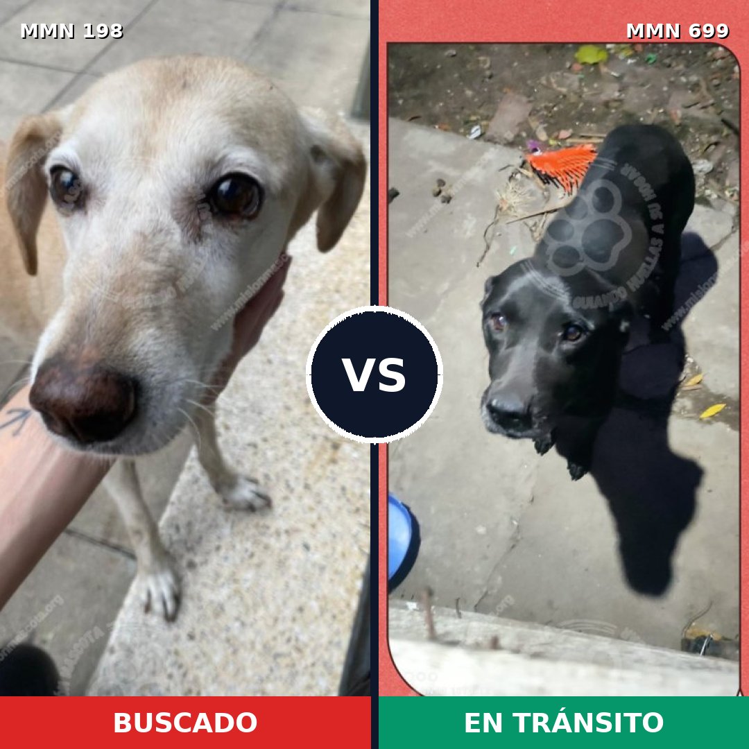 Comparativa MMS 10055: mascota perdida y mascota encontrada, 9% de similitud