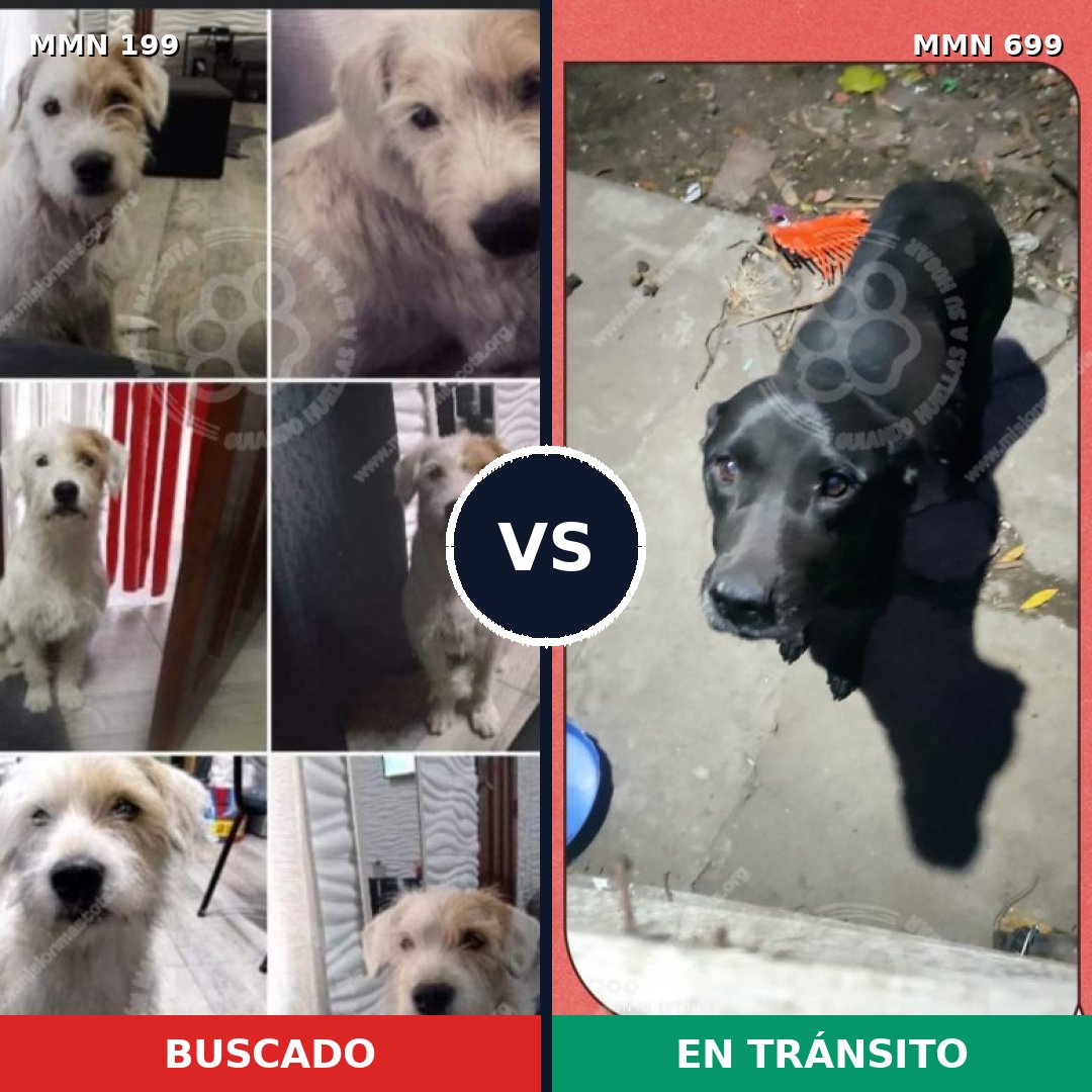 Comparativa MMS 10056: mascota perdida y mascota encontrada, 6% de similitud
