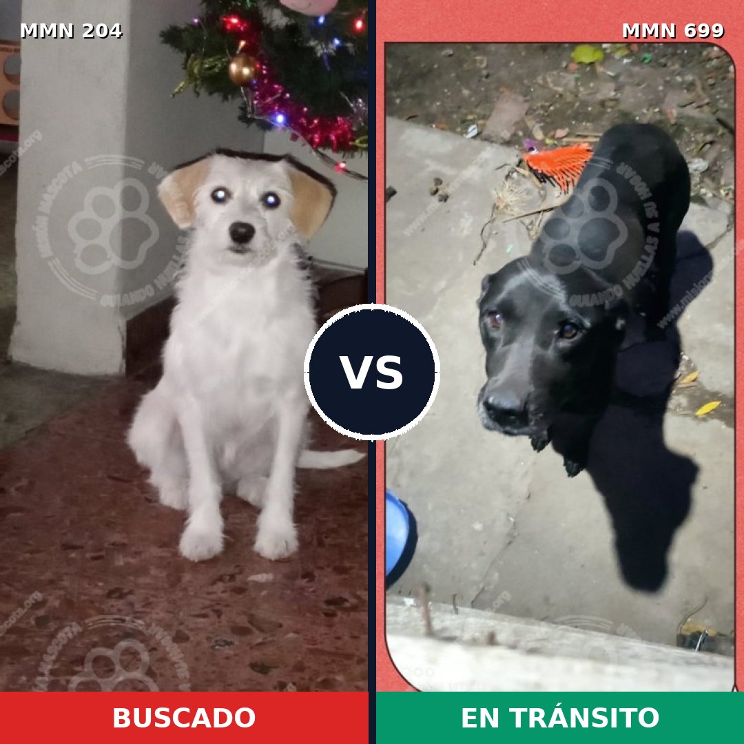 Comparativa MMS 10057: mascota perdida y mascota encontrada, 6% de similitud