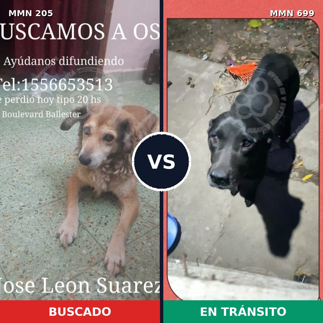 Comparativa MMS 10058: mascota perdida y mascota encontrada, 19% de similitud