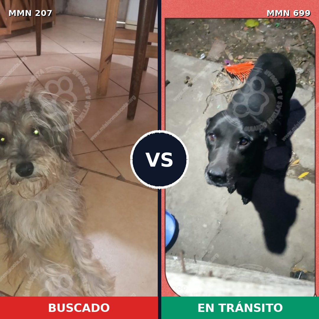 Comparativa MMS 10059: mascota perdida y mascota encontrada, 5% de similitud