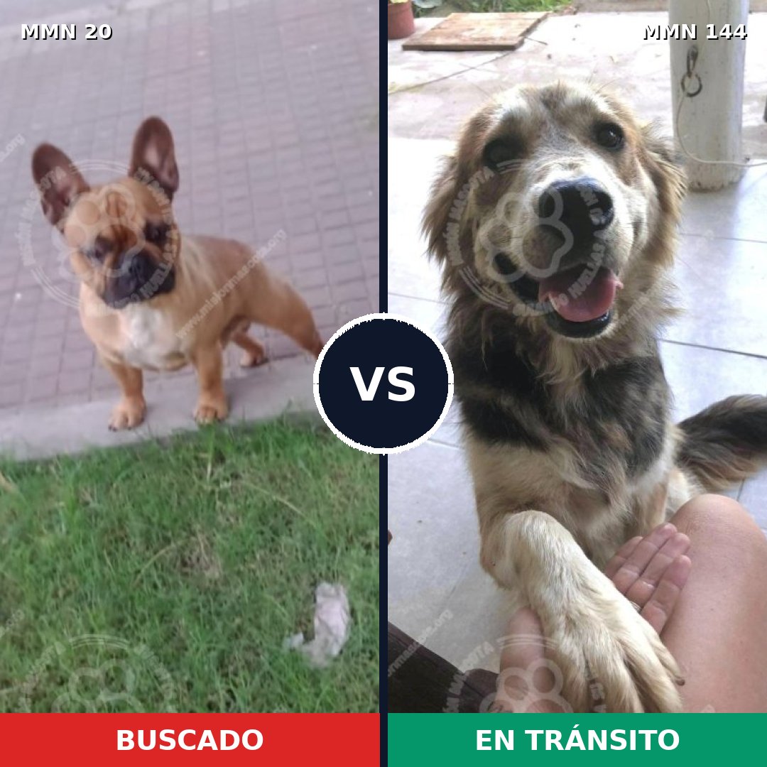 Comparativa MMS 1006: mascota perdida y mascota encontrada, 38% de similitud