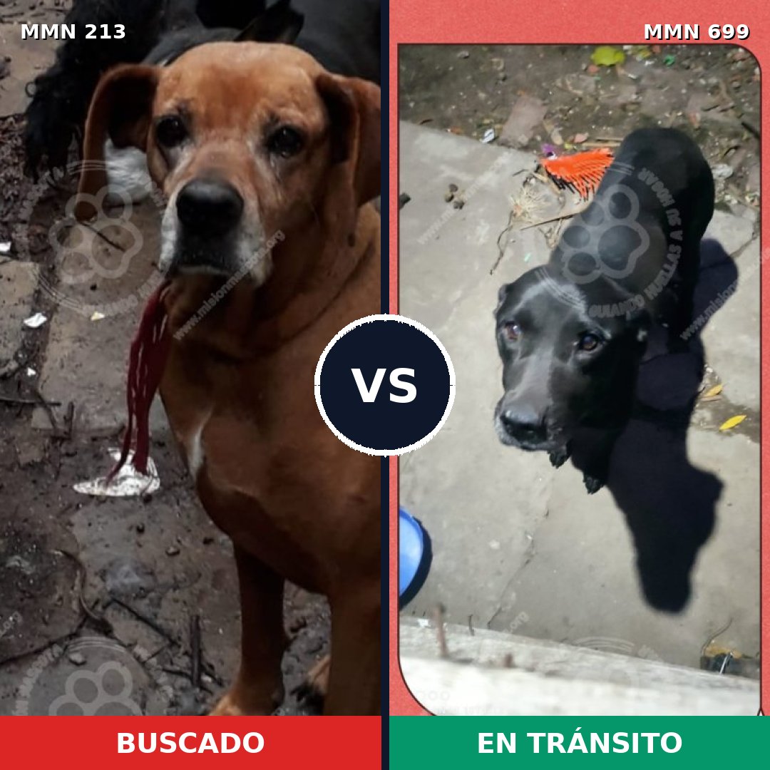 Comparativa MMS 10060: mascota perdida y mascota encontrada, 50% de similitud