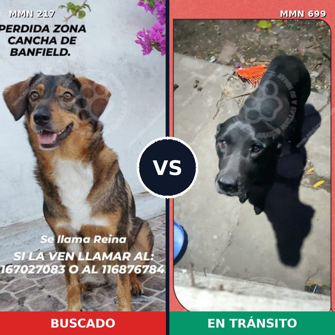 Comparativa MMS 10061: mascota perdida y mascota encontrada, 30% de similitud