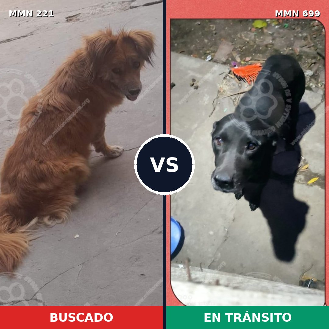 Comparativa MMS 10062: mascota perdida y mascota encontrada, 6% de similitud
