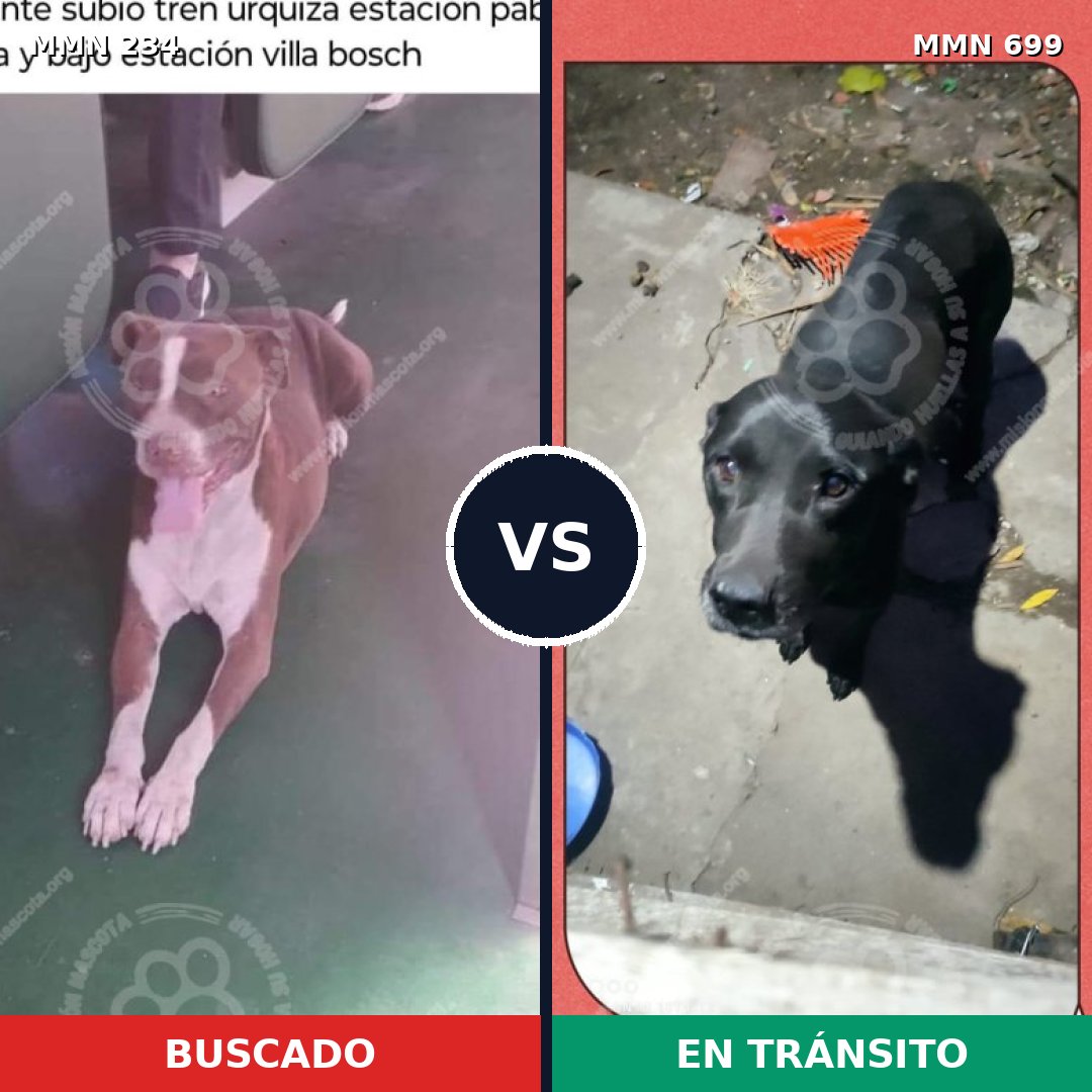 Comparativa MMS 10063: mascota perdida y mascota encontrada, 49% de similitud