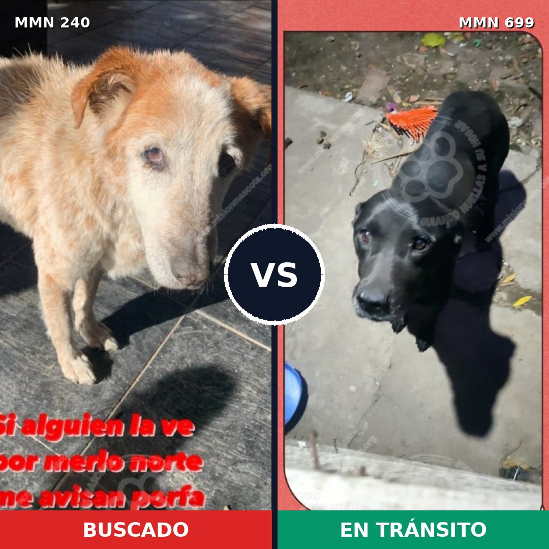 Comparativa MMS 10064: mascota perdida y mascota encontrada, 7% de similitud