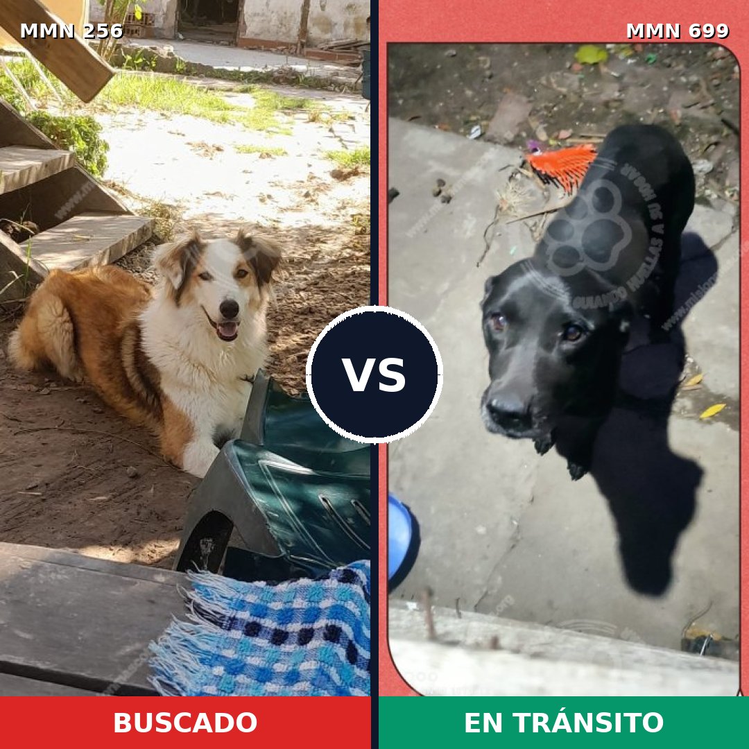 Comparativa MMS 10065: mascota perdida y mascota encontrada, 6% de similitud