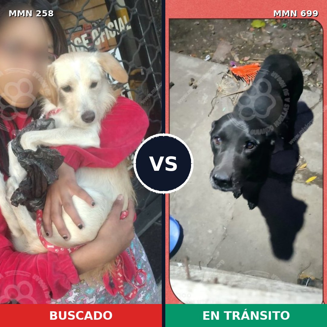 Comparativa MMS 10066: mascota perdida y mascota encontrada, 6% de similitud