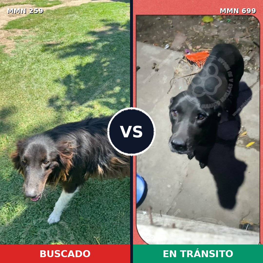 Comparativa MMS 10067: mascota perdida y mascota encontrada, 29% de similitud