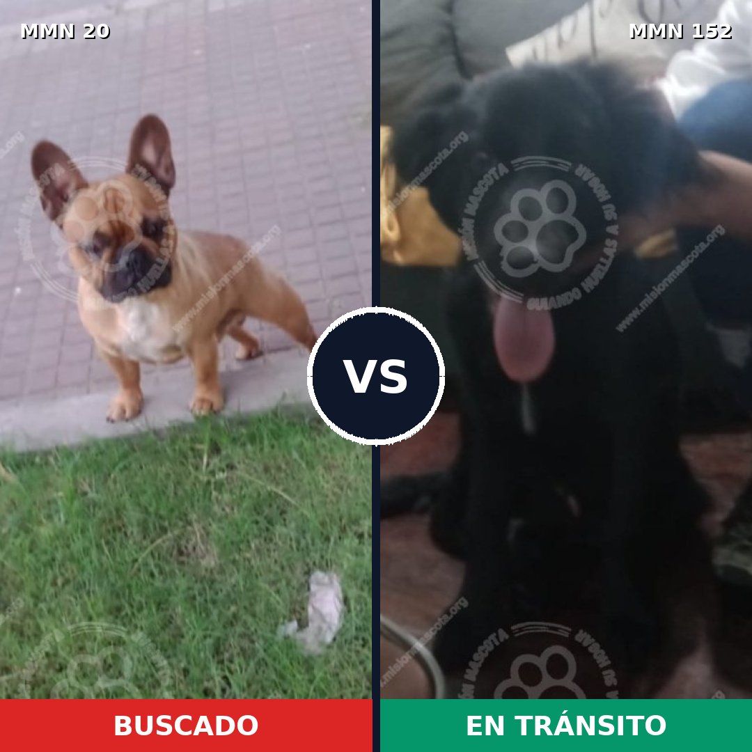Comparativa MMS 1007: mascota perdida y mascota encontrada, 35% de similitud