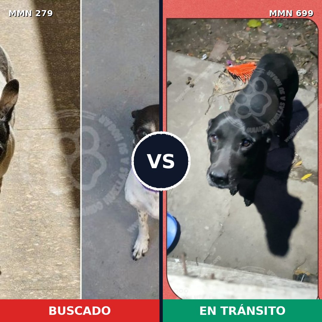 Comparativa MMS 10070: mascota perdida y mascota encontrada, 33% de similitud