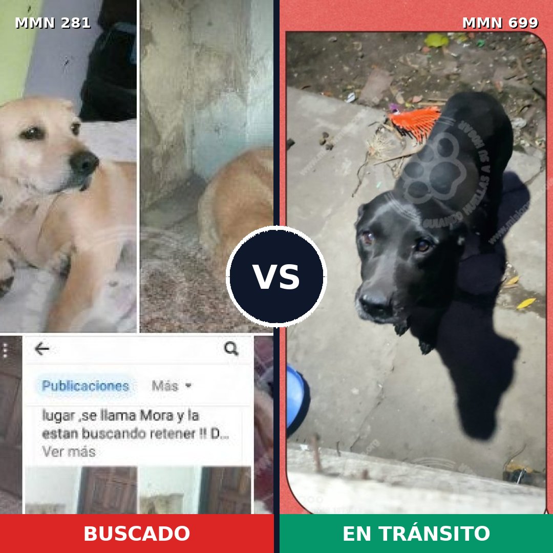Comparativa MMS 10071: mascota perdida y mascota encontrada, 19% de similitud