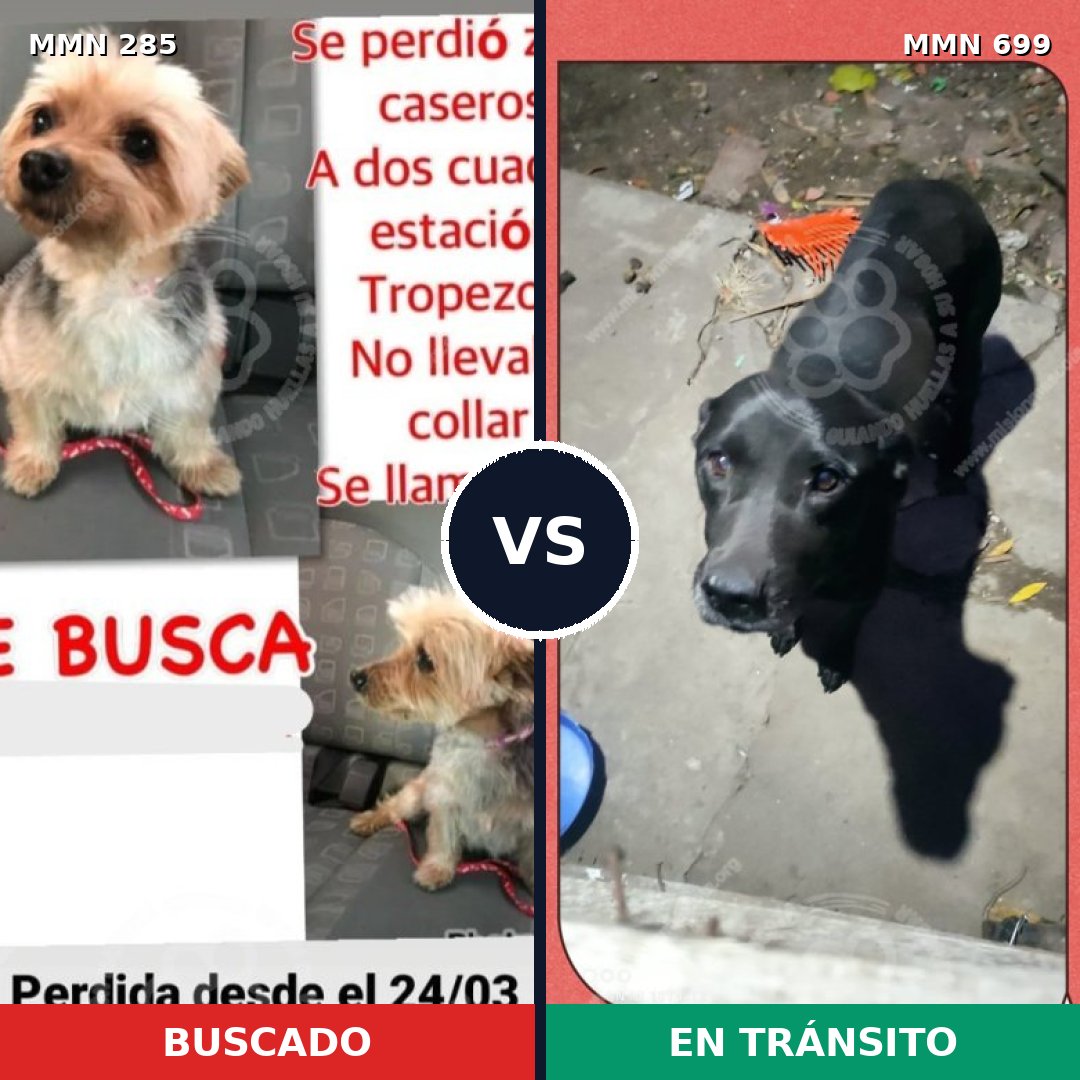 Comparativa MMS 10072: mascota perdida y mascota encontrada, 19% de similitud