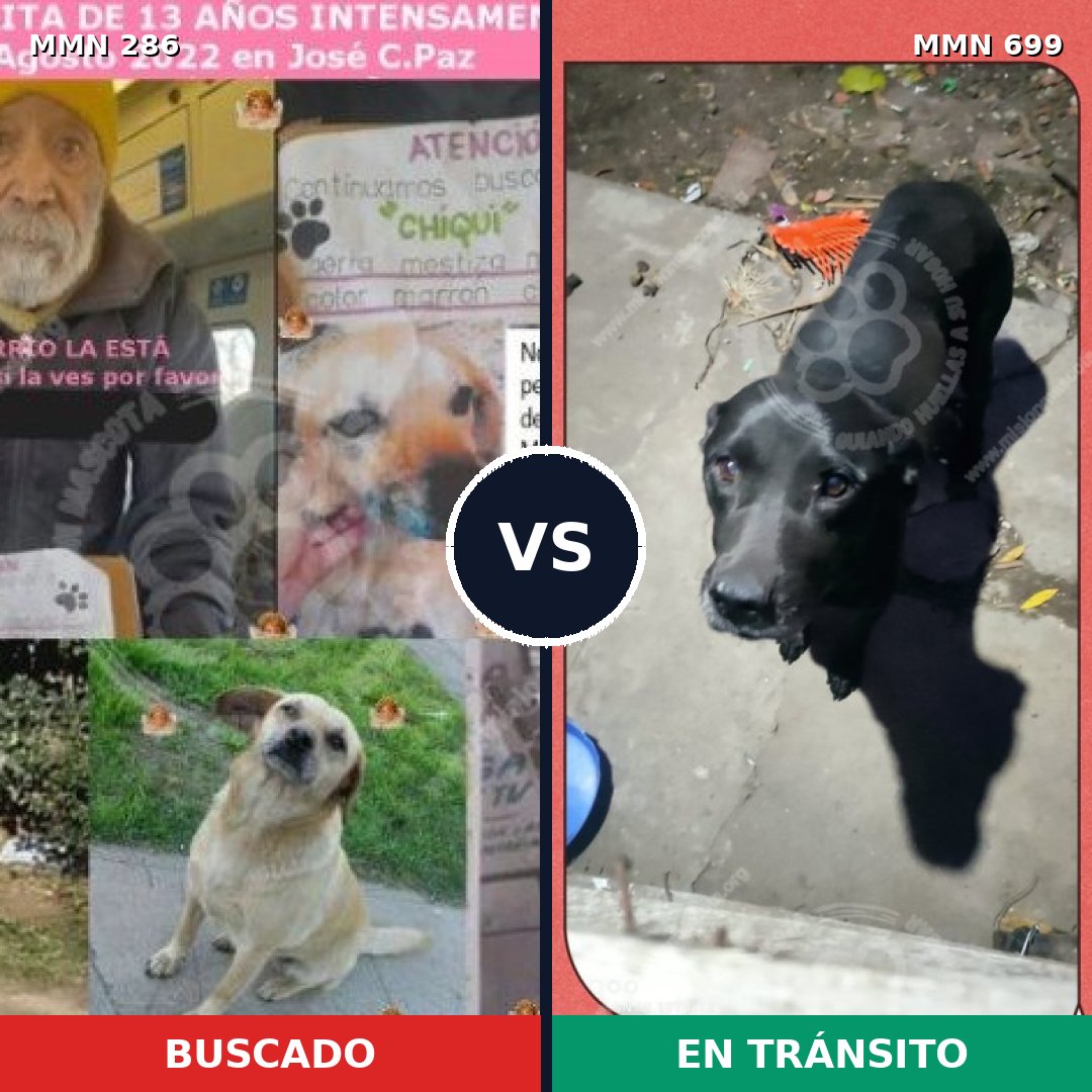 Comparativa MMS 10073: mascota perdida y mascota encontrada, 11% de similitud