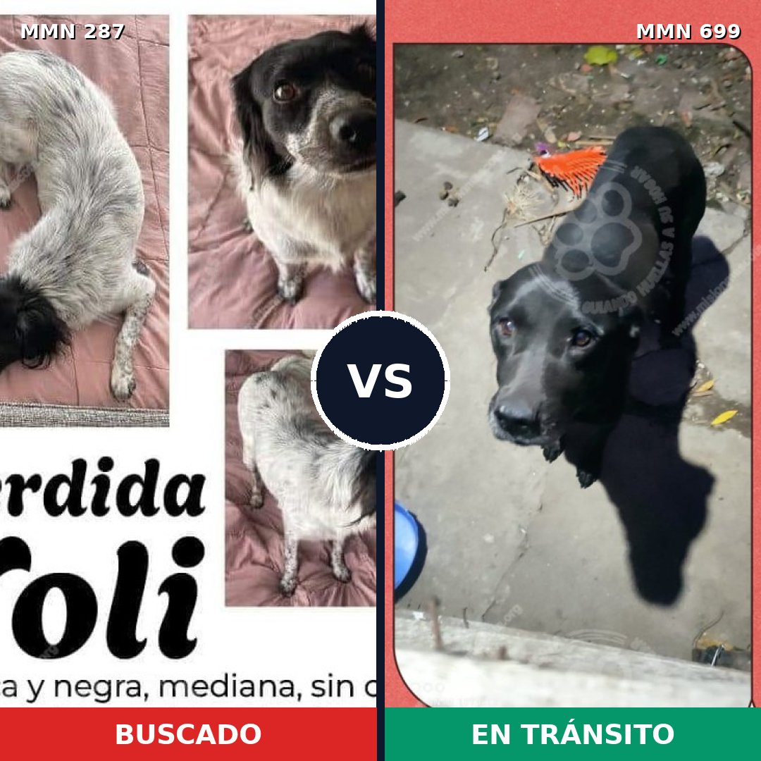 Comparativa MMS 10074: mascota perdida y mascota encontrada, 30% de similitud