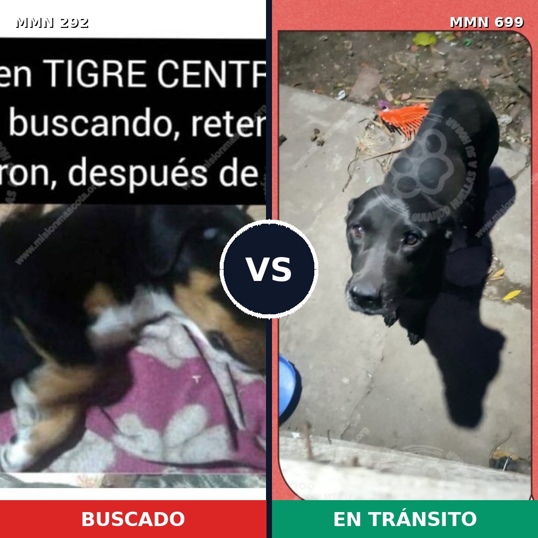 Comparativa MMS 10075: mascota perdida y mascota encontrada, 33% de similitud