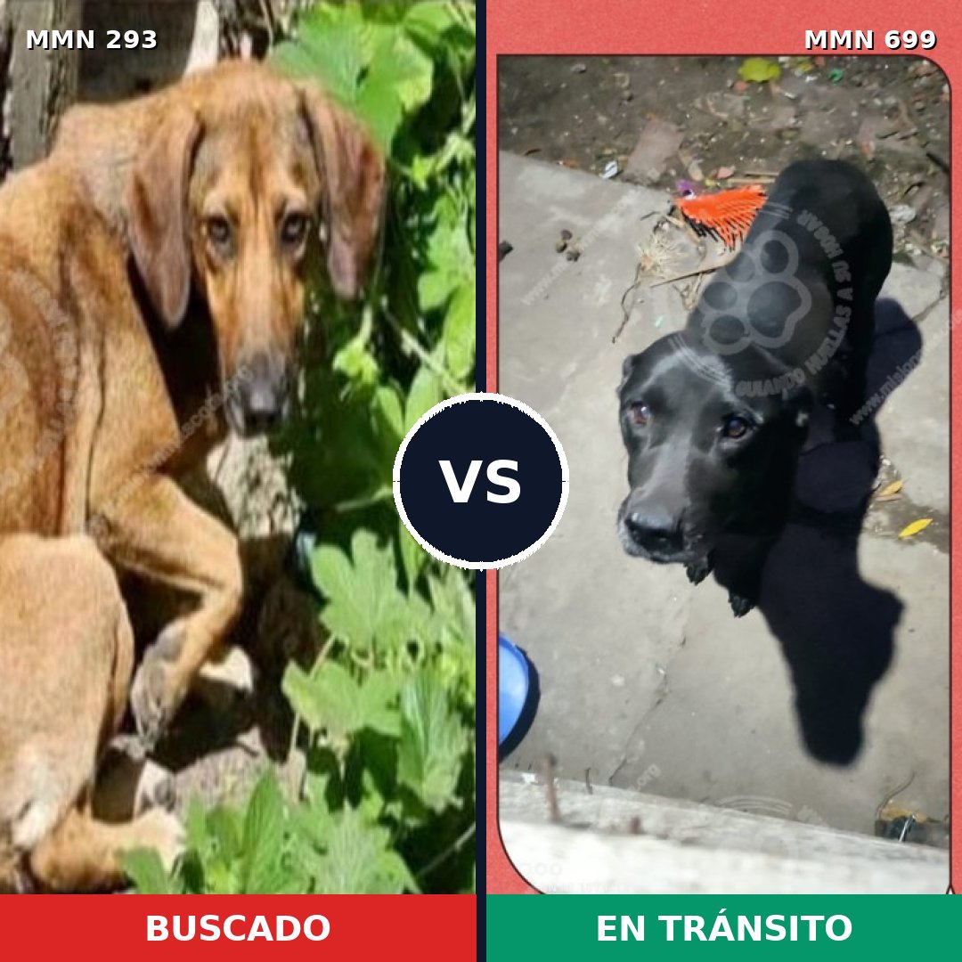 Comparativa MMS 10076: mascota perdida y mascota encontrada, 9% de similitud