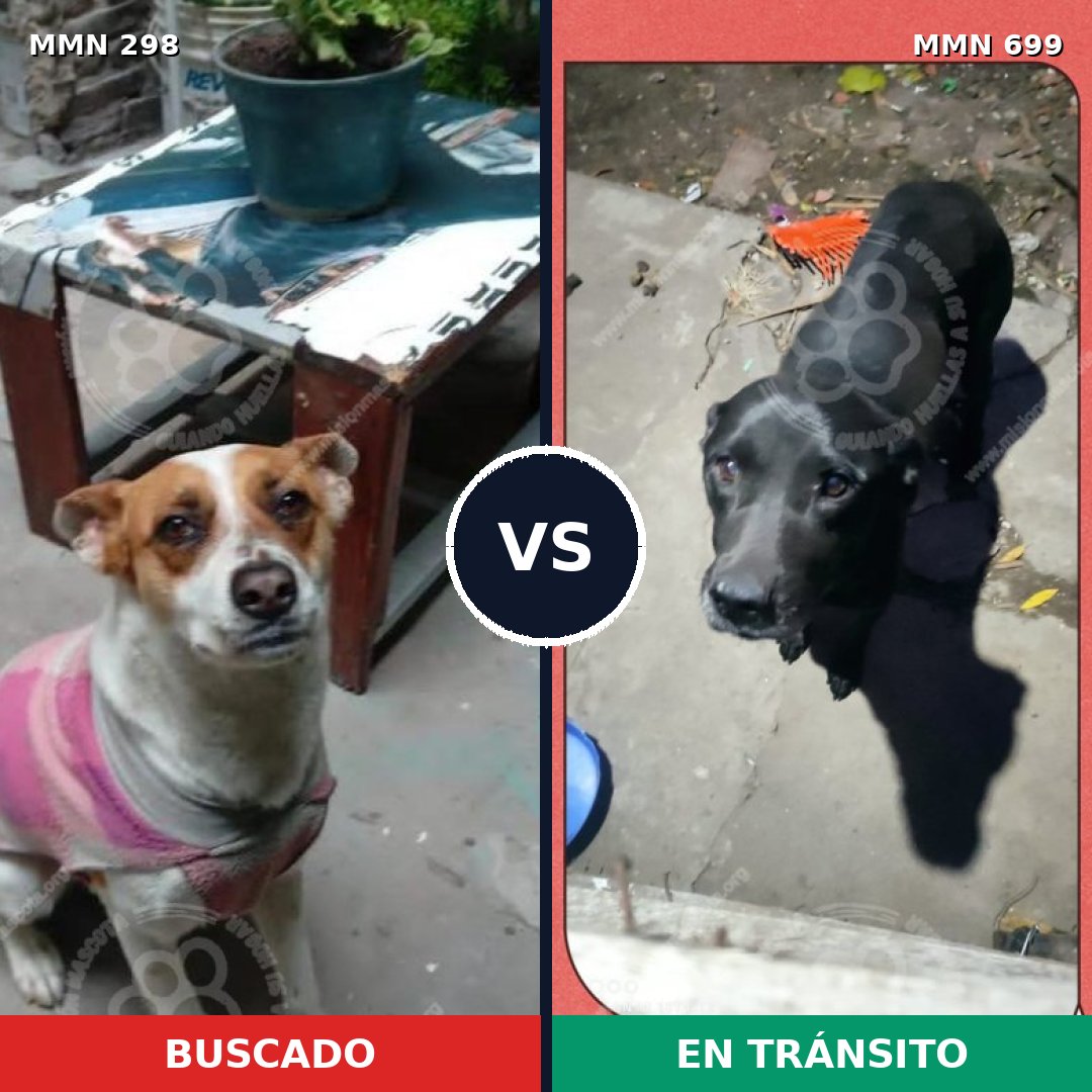 Comparativa MMS 10077: mascota perdida y mascota encontrada, 9% de similitud