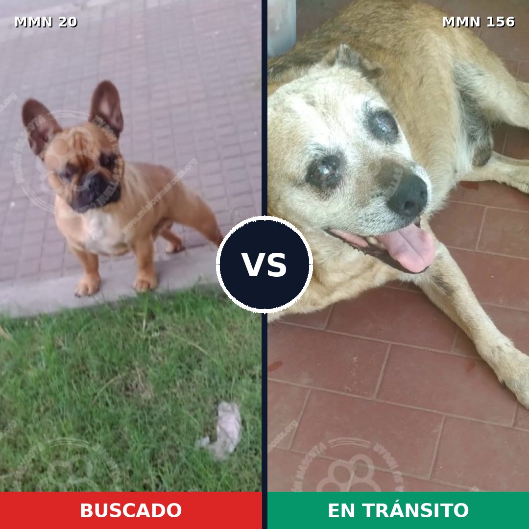 Comparativa MMS 1008: mascota perdida y mascota encontrada, 48% de similitud