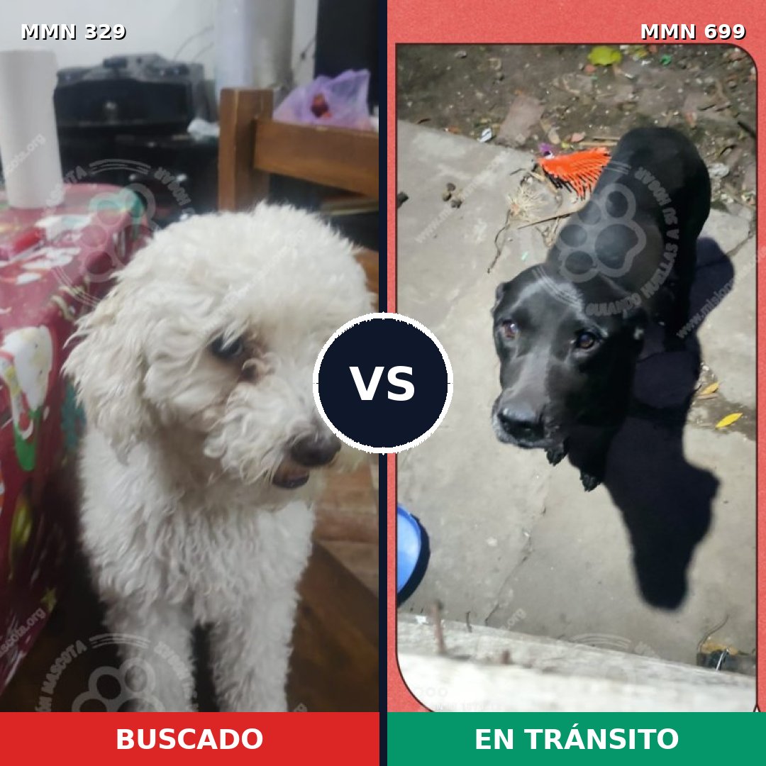 Comparativa MMS 10080: mascota perdida y mascota encontrada, 21% de similitud