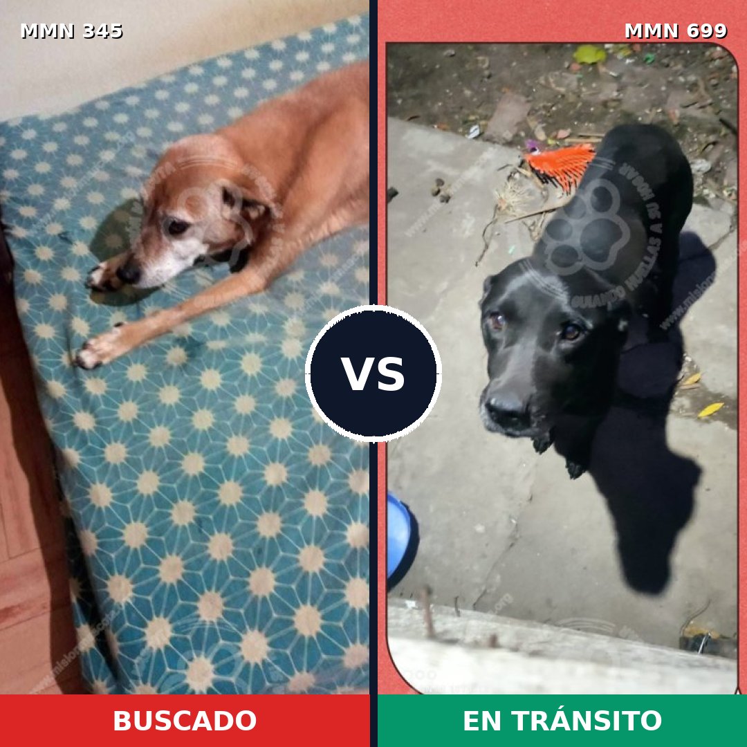 Comparativa MMS 10083: mascota perdida y mascota encontrada, 20% de similitud