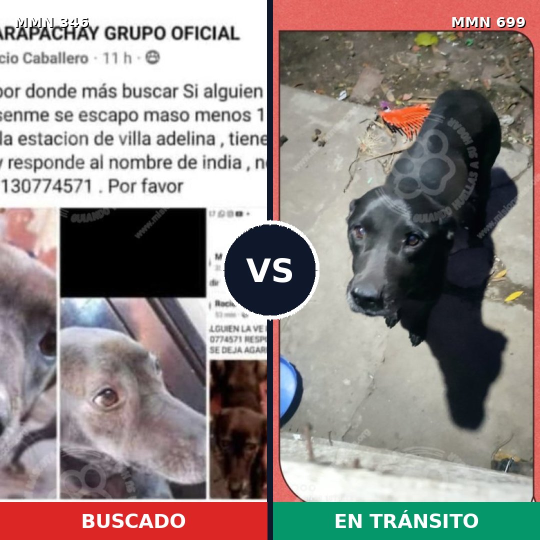 Comparativa MMS 10084: mascota perdida y mascota encontrada, 54% de similitud