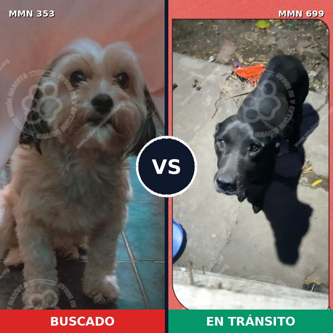 Comparativa MMS 10086: mascota perdida y mascota encontrada, 29% de similitud