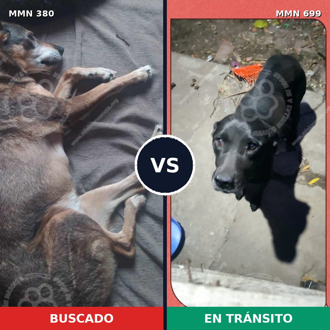 Comparativa MMS 10088: mascota perdida y mascota encontrada, 41% de similitud