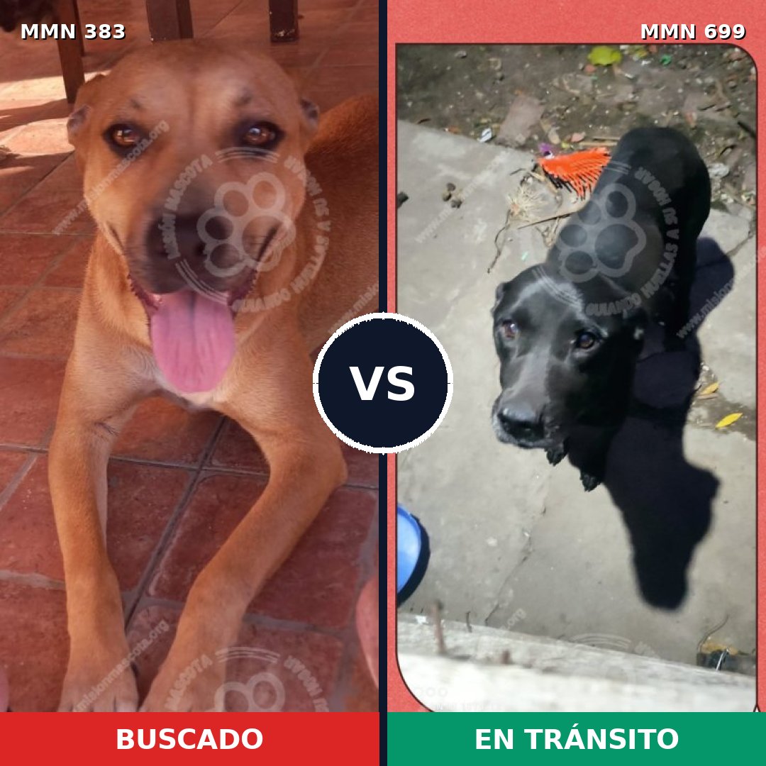 Comparativa MMS 10089: mascota perdida y mascota encontrada, 35% de similitud