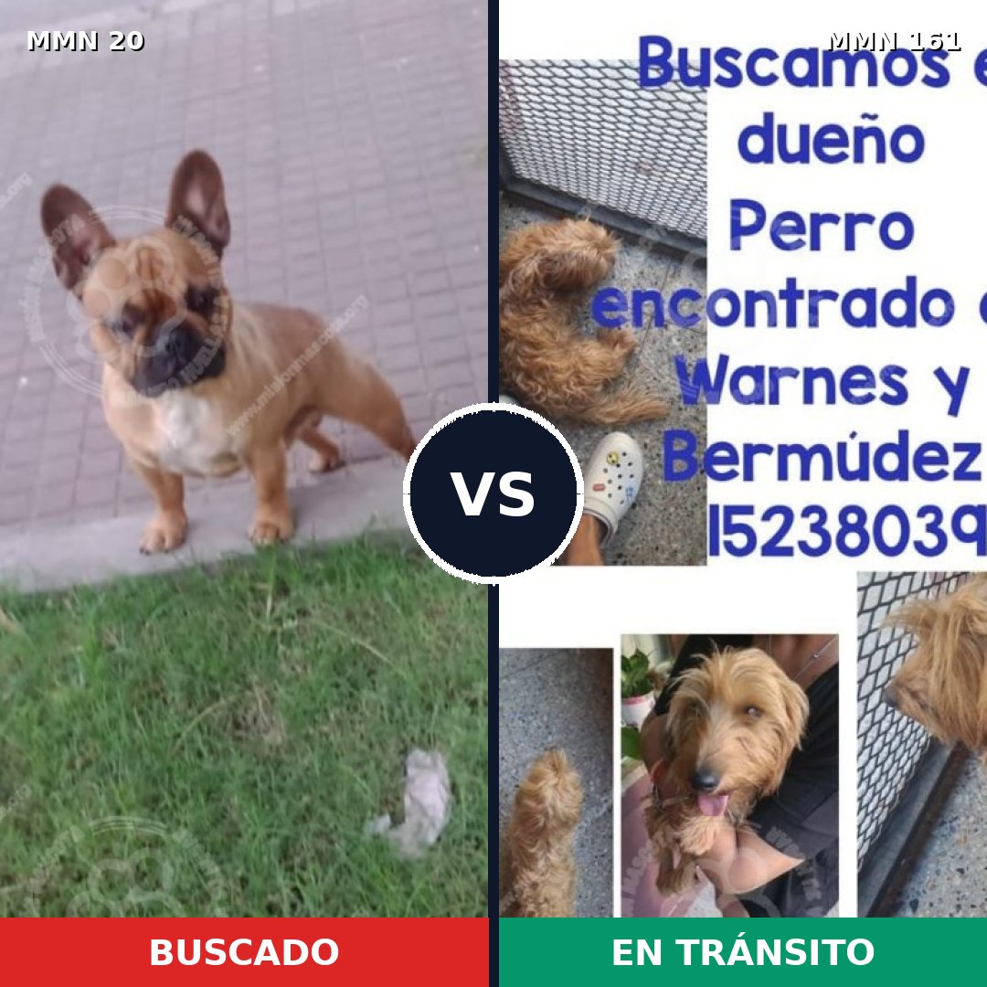 Comparativa MMS 1009: mascota perdida y mascota encontrada, 41% de similitud