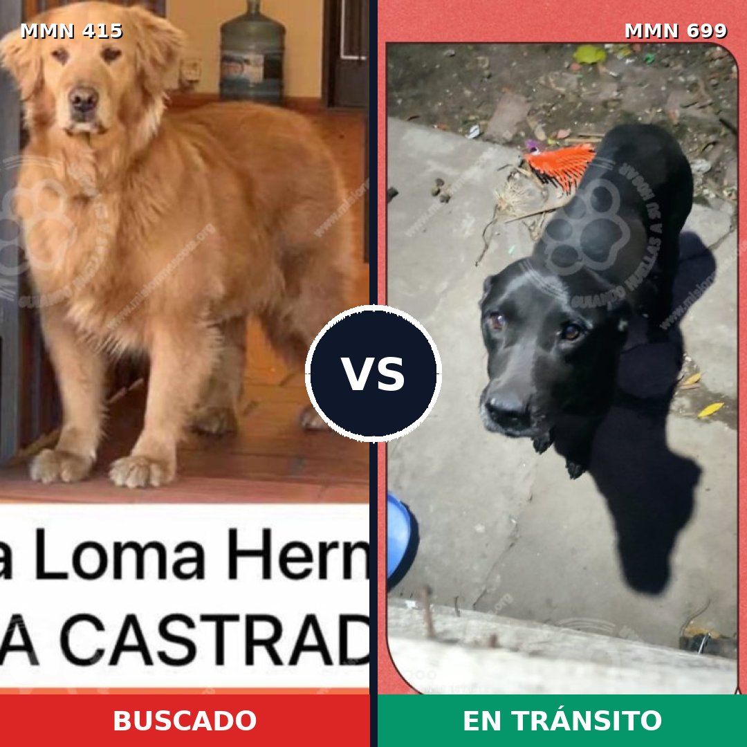 Comparativa MMS 10092: mascota perdida y mascota encontrada, 54% de similitud