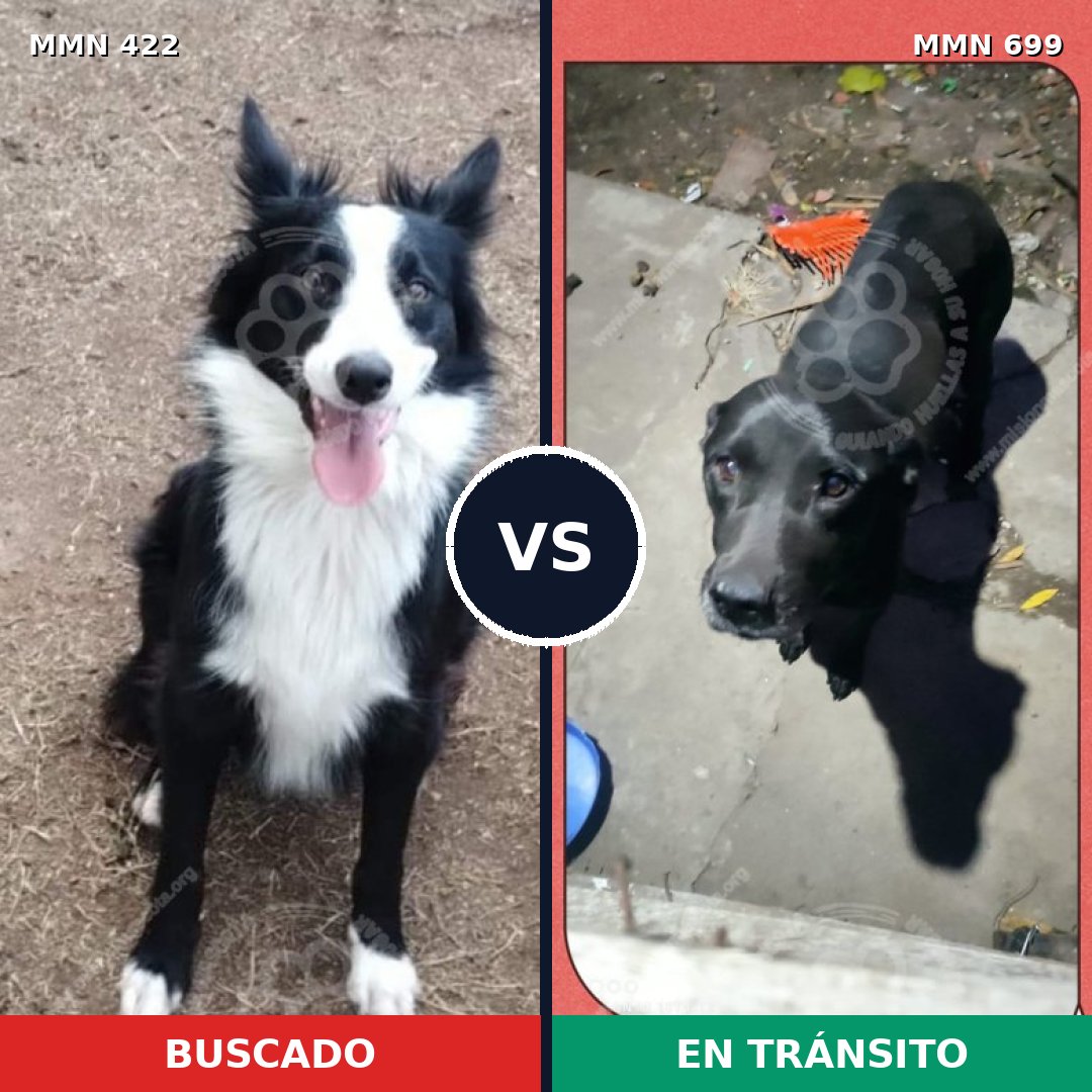 Comparativa MMS 10093: mascota perdida y mascota encontrada, 41% de similitud