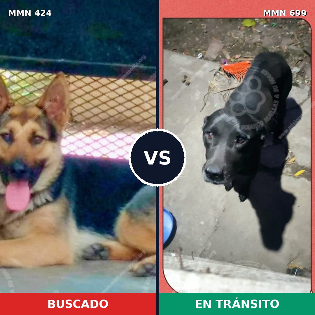 Comparativa MMS 10094: mascota perdida y mascota encontrada, 82% de similitud