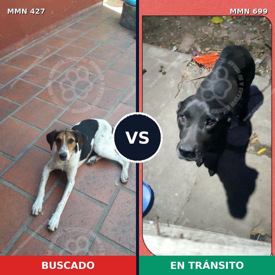 Comparativa MMS 10095: mascota perdida y mascota encontrada, 43% de similitud