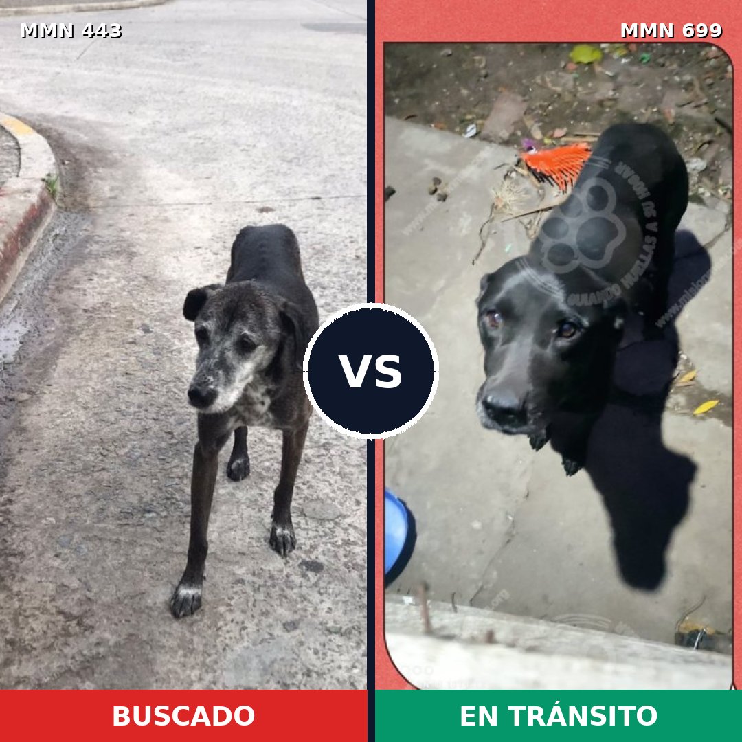 Comparativa MMS 10096: mascota perdida y mascota encontrada, 44% de similitud