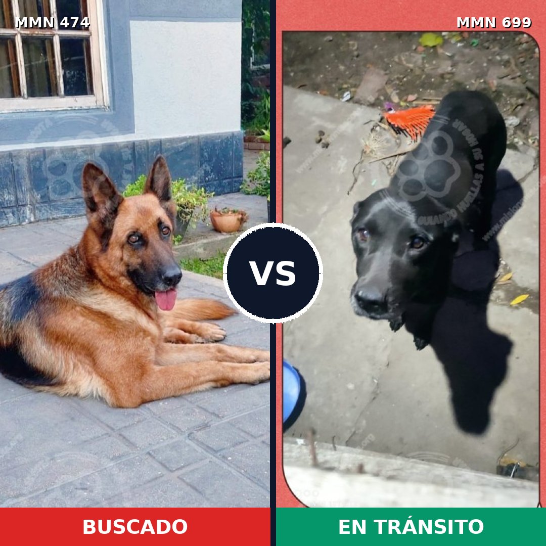 Comparativa MMS 10099: mascota perdida y mascota encontrada, 79% de similitud