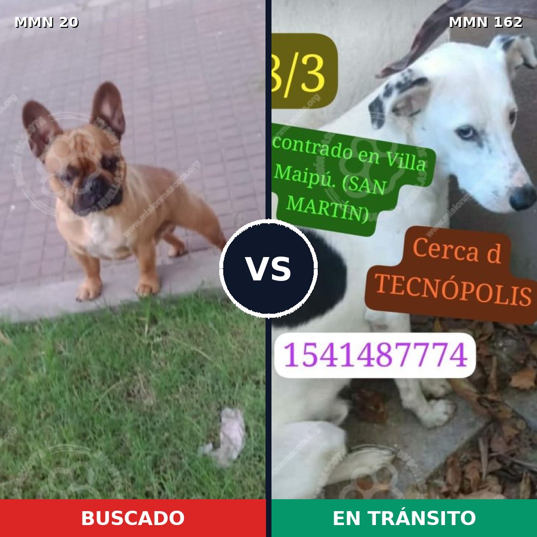 Comparativa MMS 1010: mascota perdida y mascota encontrada, 41% de similitud