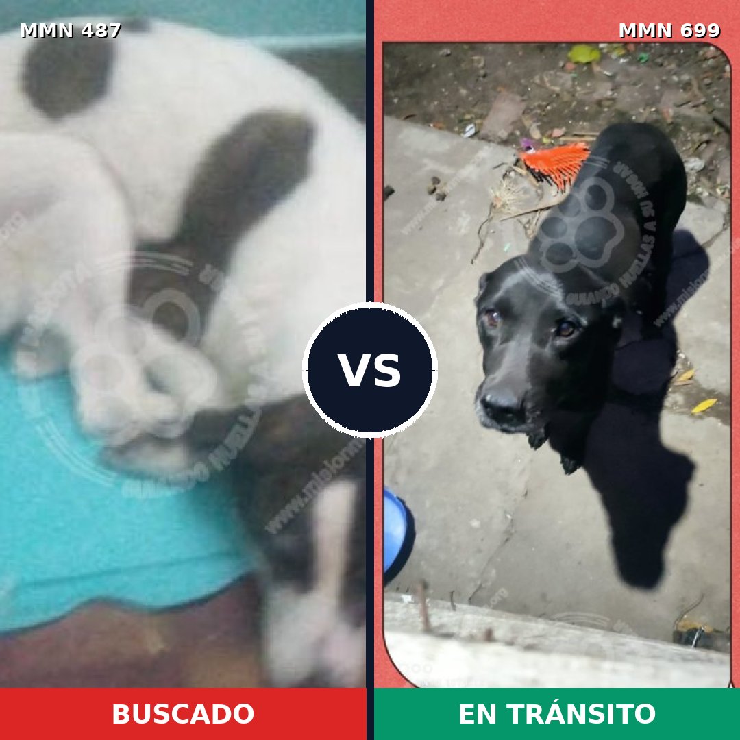 Comparativa MMS 10100: mascota perdida y mascota encontrada, 21% de similitud