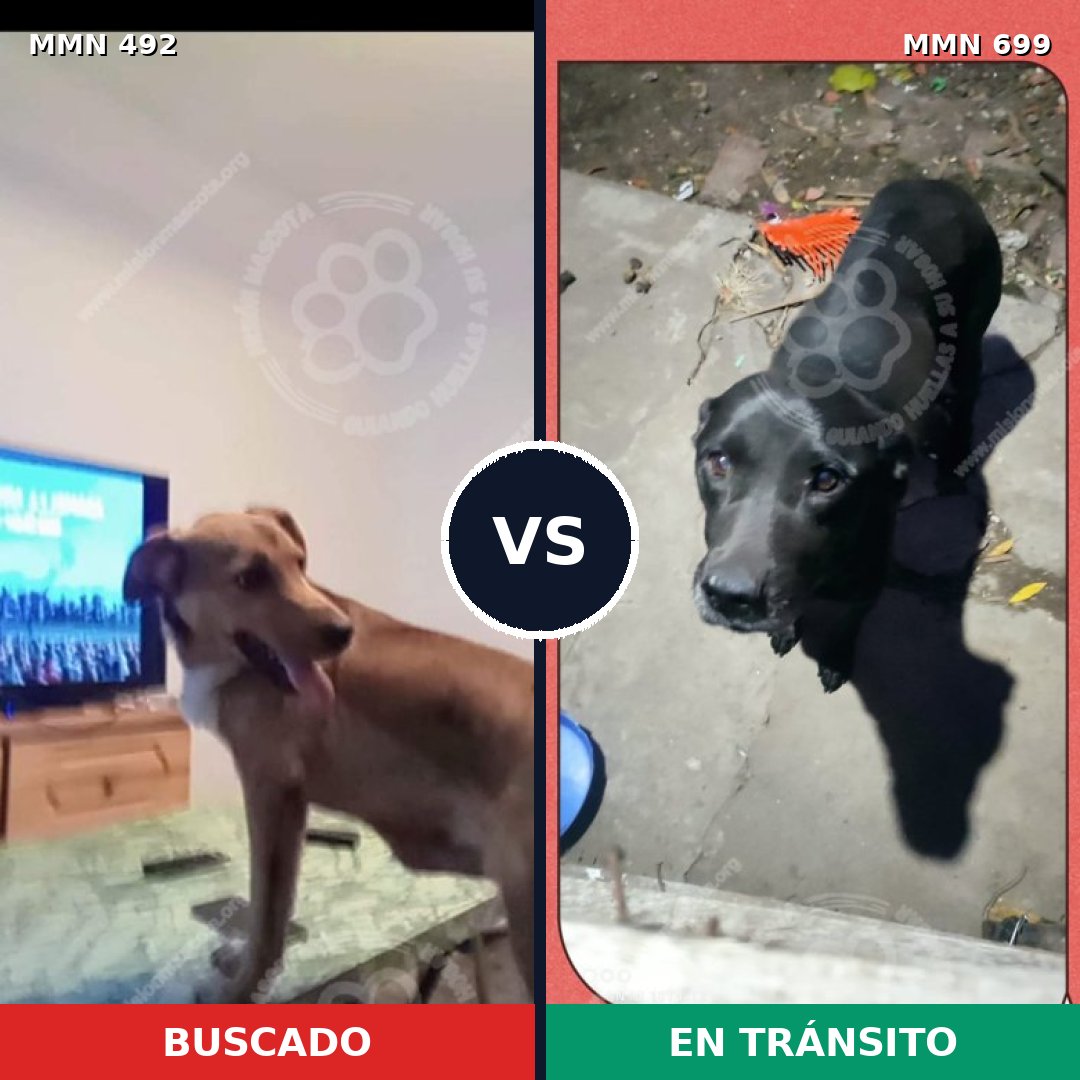 Comparativa MMS 10101: mascota perdida y mascota encontrada, 45% de similitud