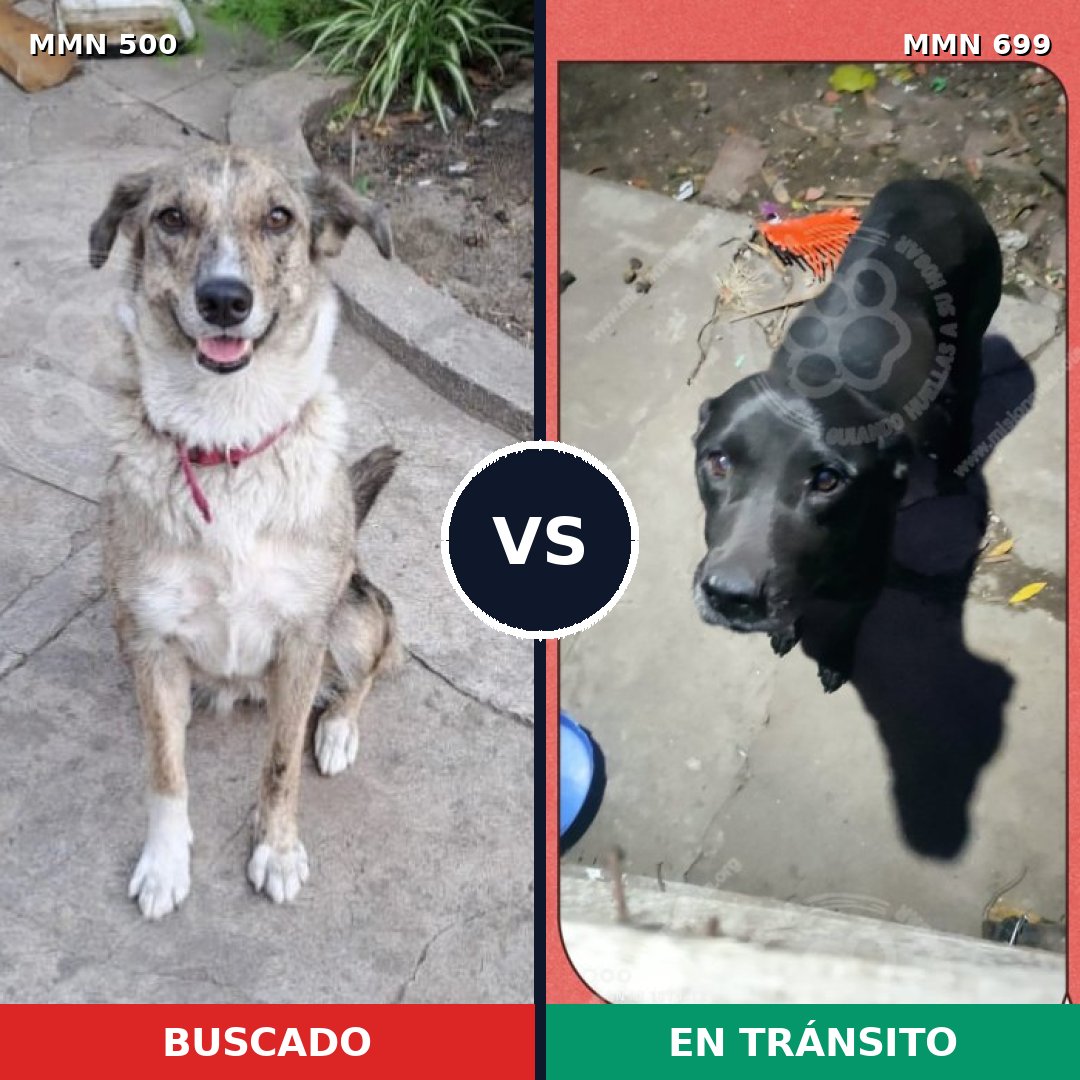 Comparativa MMS 10102: mascota perdida y mascota encontrada, 2% de similitud