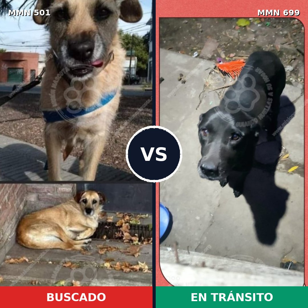 Comparativa MMS 10103: mascota perdida y mascota encontrada, 31% de similitud