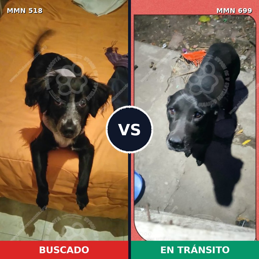 Comparativa MMS 10104: mascota perdida y mascota encontrada, 38% de similitud