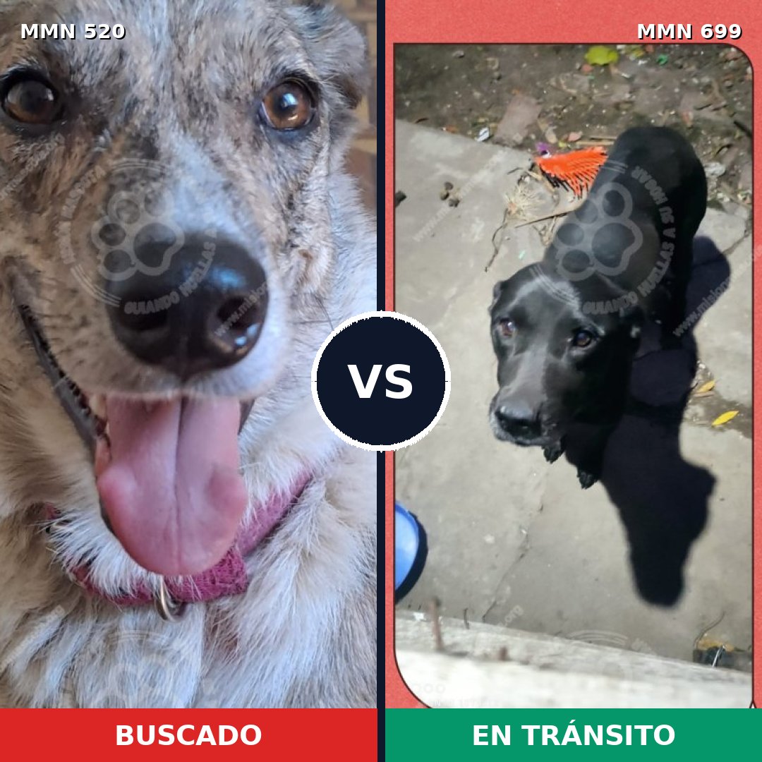Comparativa MMS 10105: mascota perdida y mascota encontrada, 34% de similitud