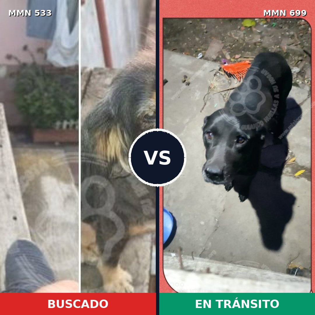Comparativa MMS 10106: mascota perdida y mascota encontrada, 41% de similitud