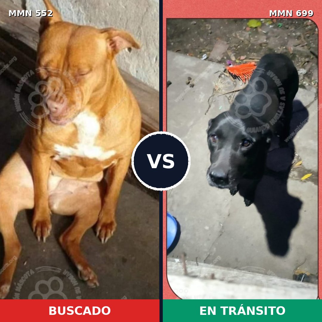 Comparativa MMS 10108: mascota perdida y mascota encontrada, 61% de similitud